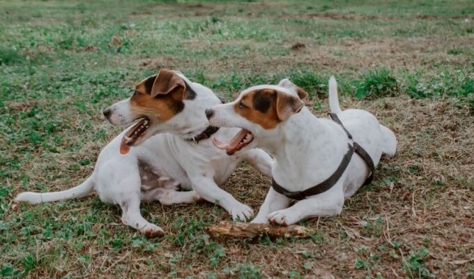 Top 10 đồ dùng nuôi chó săn Hellen không thể thiếu trong nhà