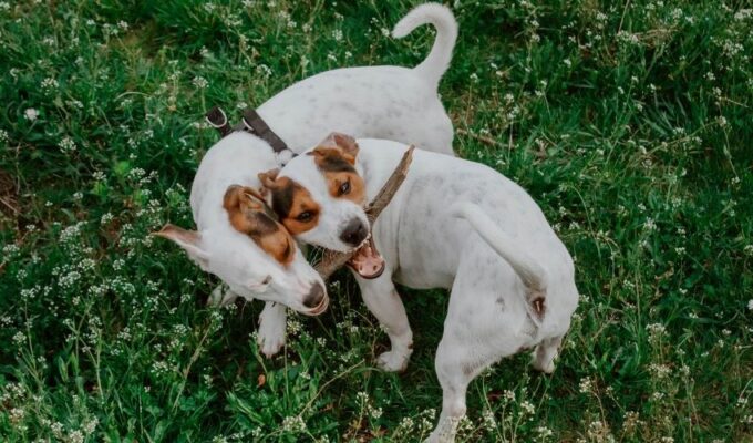 Cách nhận biết chó săn Hellen thuần chủng và không thuần chủng: Bí quyết và điểm nhận biết