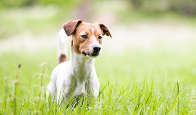 Cách chăm sóc chó săn Hellen để tránh rối lông sau khi tắm